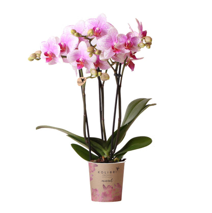 Kolibri Orchids | Roze Phalaenopsis orchidee - Mineral Rotterdam - potmaat Ø9cm | bloeiende kamerplant - vers van de kweker - Sierplantenshop