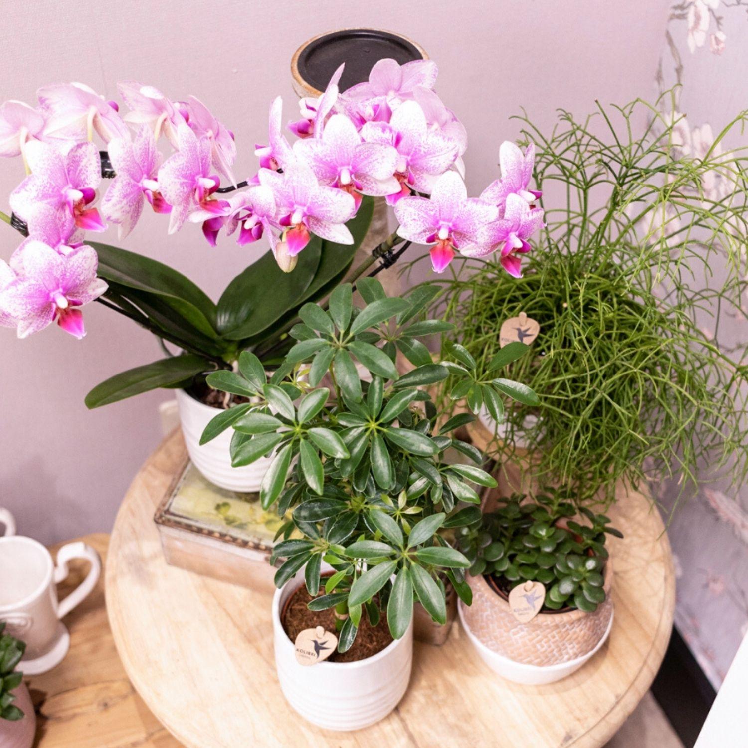 Kolibri Orchids | Roze Phalaenopsis orchidee - Mineral Rotterdam - potmaat Ø9cm | bloeiende kamerplant - vers van de kweker - Sierplantenshop
