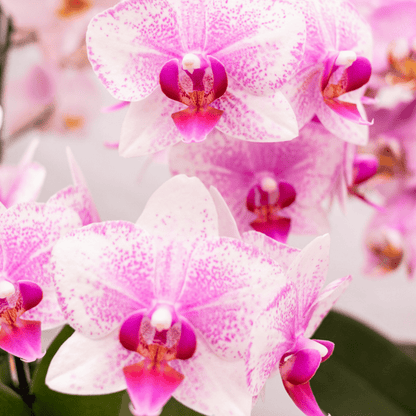 Kolibri Orchids | Roze Phalaenopsis orchidee - Mineral Rotterdam - potmaat Ø9cm | bloeiende kamerplant - vers van de kweker - Sierplantenshop