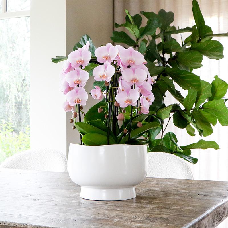 Kolibri Orchids | roze plantenset in Scandic dish incl. waterreservoir | drie roze orchideeën en drie groene planten | Field Bouquet roze met zelfvoorzienend waterreservoir - Sierplantenshop