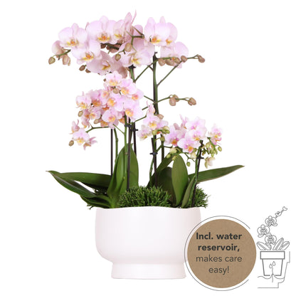 Kolibri Orchids | roze plantenset in Scandic dish incl. waterreservoir | drie roze orchideeën en drie groene planten | Field Bouquet roze met zelfvoorzienend waterreservoir - Sierplantenshop
