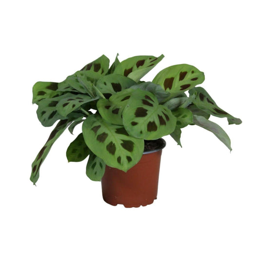 Maranta Leuconeura Kerchoveana ↕30cm - Ø12 - Sierplantenshop