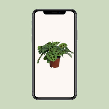 Maranta Leuconeura Kerchoveana ↕30cm - Ø12 - Sierplantenshop