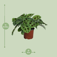 Maranta Leuconeura Kerchoveana ↕30cm - Ø12 - Sierplantenshop