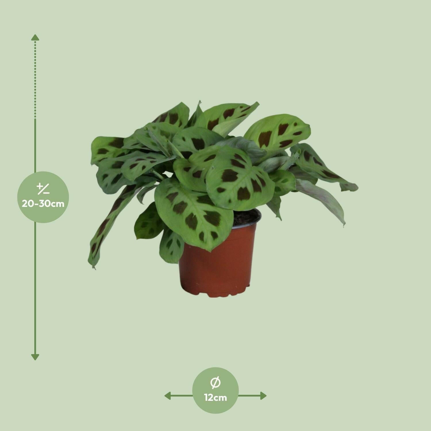 Maranta Leuconeura Kerchoveana ↕30cm - Ø12 - Sierplantenshop