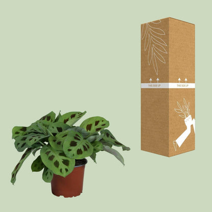 Maranta Leuconeura Kerchoveana ↕30cm - Ø12 - Sierplantenshop