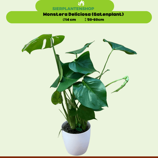 Monstera, Ananasplant en Zamioculcas Inclusief witte sierpotten ↕35cm - Ø12 - Sierplantenshop