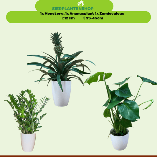 Monstera, Ananasplant en Zamioculcas Inclusief witte sierpotten ↕35cm - Ø12 - Sierplantenshop