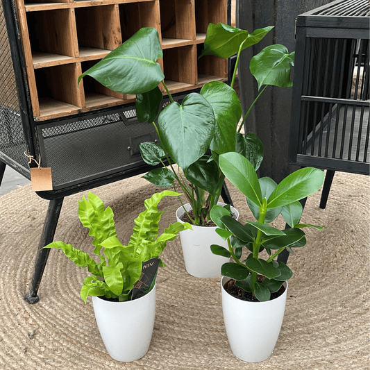 Monstera - Asplenium - Clusia - Luchtzuiverende Plantenbox met Stijlvolle Witte Potten ↕35cm - Ø12 - Sierplantenshop