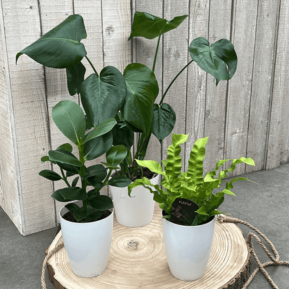 Monstera - Asplenium - Clusia - Luchtzuiverende Plantenbox met Stijlvolle Witte Potten ↕35cm - Ø12 - Sierplantenshop