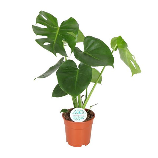 Monstera Deliciosa - Gatenplant - ↕55cm - Ø17 - Sierplantenshop