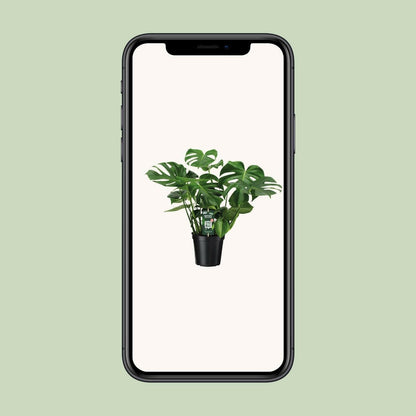 Monstera Deliciosa - Gatenplant - ↕65cm - Ø21 - Sierplantenshop