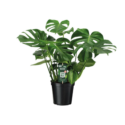 Monstera Deliciosa - Gatenplant - ↕65cm - Ø21 - Sierplantenshop