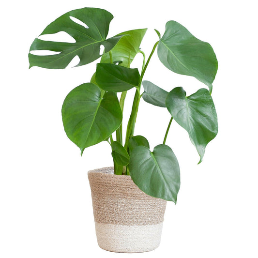 Monstera Deliciosa met Lissabon mand wit - ↕50cm - Ø17 - Sierplantenshop