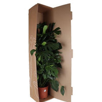 Monstera Deliciosa MOSSTOK - ↕150cm - Ø27 - Sierplantenshop
