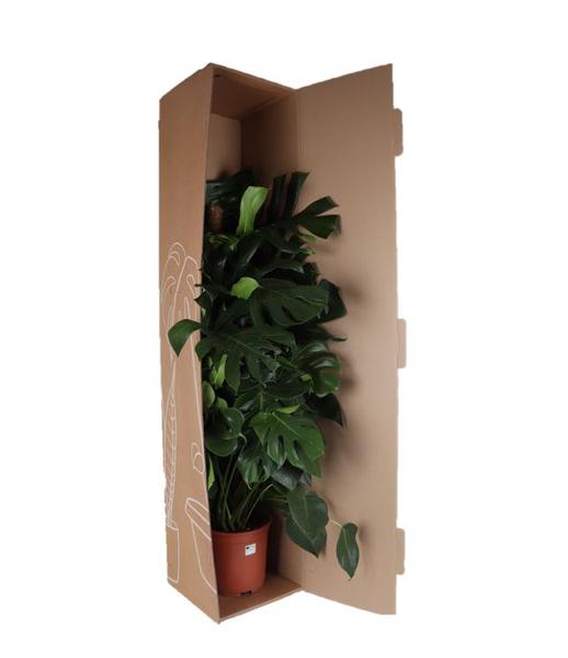 Monstera Deliciosa MOSSTOK - ↕150cm - Ø27 - Sierplantenshop