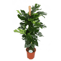 Monstera Deliciosa MOSSTOK - ↕150cm - Ø27 - Sierplantenshop