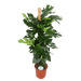 Monstera Deliciosa MOSSTOK - ↕150cm - Ø27 - Sierplantenshop