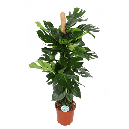 Monstera Deliciosa MOSSTOK - ↕150cm - Ø27 - Sierplantenshop