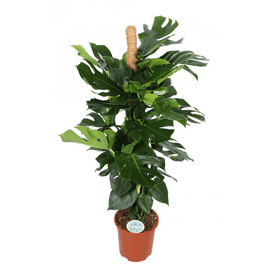 Monstera Deliciosa MOSSTOK - ↕150cm - Ø27 - Sierplantenshop