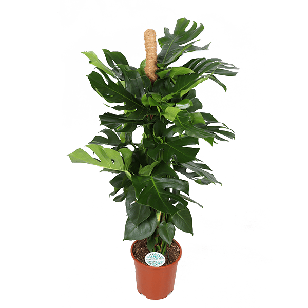 Monstera Deliciosa MOSSTOK - ↕150cm - Ø27 - Sierplantenshop