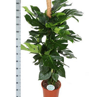 Monstera Deliciosa MOSSTOK - ↕150cm - Ø27 - Sierplantenshop