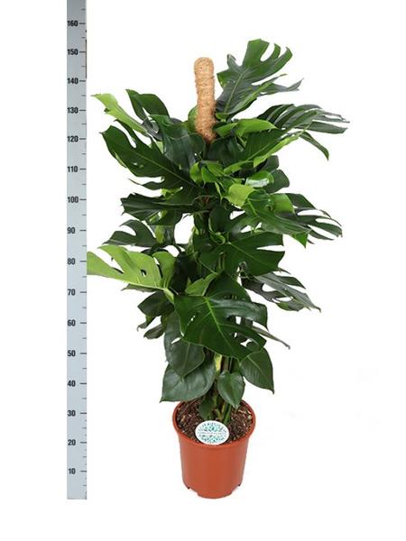 Monstera Deliciosa MOSSTOK - ↕150cm - Ø27 - Sierplantenshop