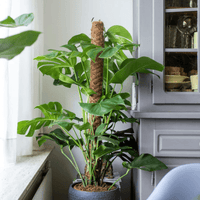 Monstera Deliciosa MOSSTOK - ↕150cm - Ø27 - Sierplantenshop