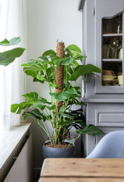 Monstera Deliciosa MOSSTOK - ↕150cm - Ø27 - Sierplantenshop