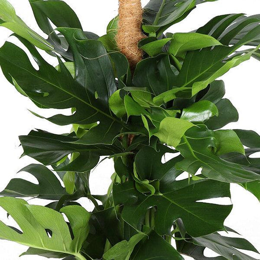 Monstera Deliciosa MOSSTOK - ↕150cm - Ø27 - Sierplantenshop