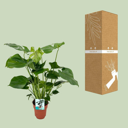 Monstera Deliciosa - Tropische Gatenplant - ↕80cm - Ø19 - Sierplantenshop