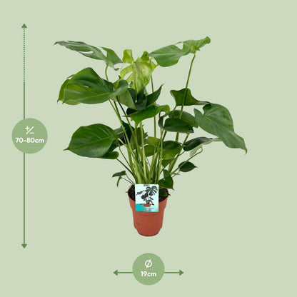 Monstera Deliciosa - Tropische Gatenplant - ↕80cm - Ø19 - Sierplantenshop