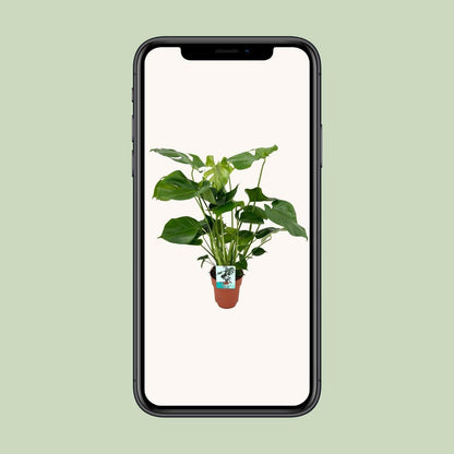 Monstera Deliciosa - Tropische Gatenplant - ↕80cm - Ø19 - Sierplantenshop
