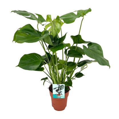 Monstera Deliciosa - Tropische Gatenplant - ↕80cm - Ø19 - Sierplantenshop