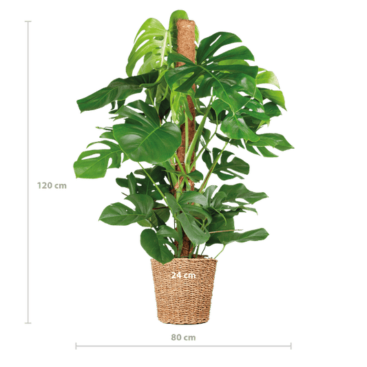 Monstera Deliciosa XL met Torun mand - 120cm - Ø24 - Sierplantenshop