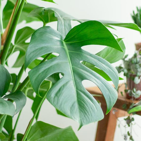 Monstera Deliciosa XL met Torun mand - 120cm - Ø24 - Sierplantenshop