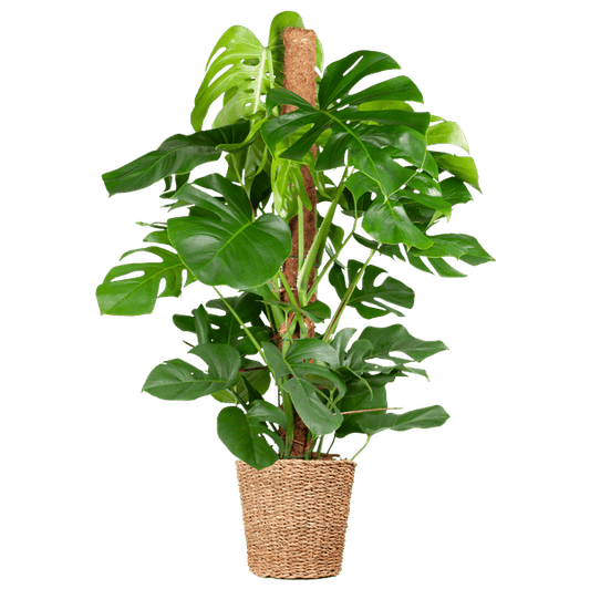 Monstera Deliciosa XL met Torun mand - 120cm - Ø24 - Sierplantenshop