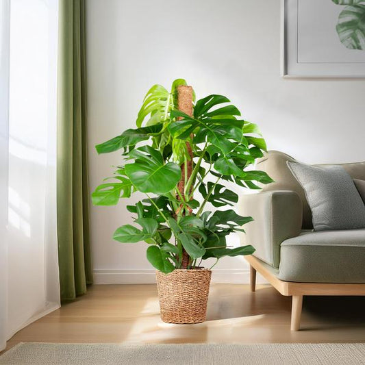 Monstera Deliciosa XL met Torun mand - 120cm - Ø24 - Sierplantenshop