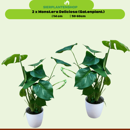 Monstera Duo met witte sierpotten - ↕60cm - Ø14 - Sierplantenshop