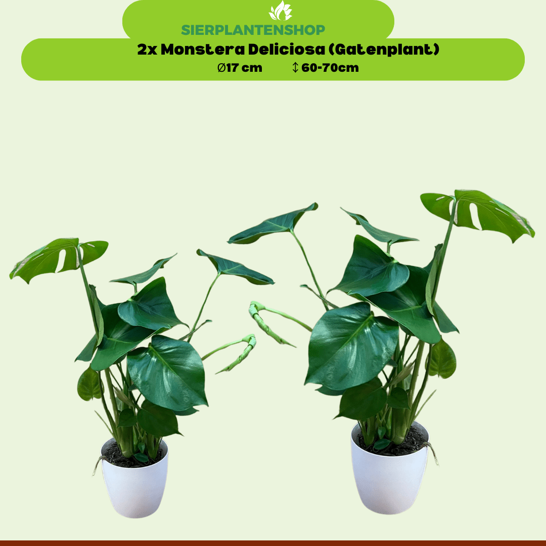 Monstera Duo met witte sierpotten ↕65cm - Ø12 - Sierplantenshop