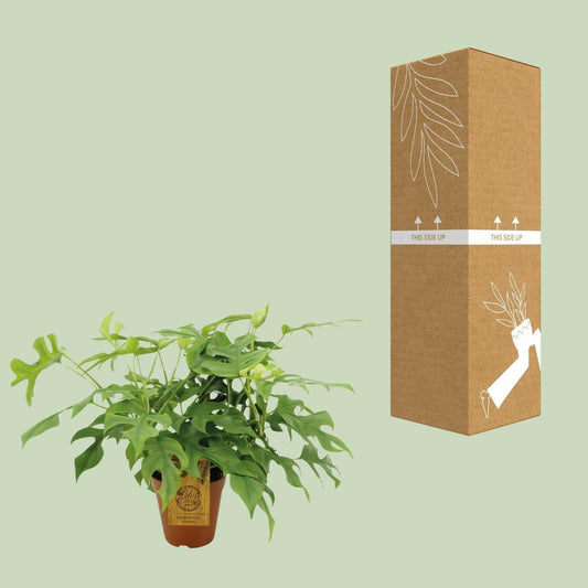 Monstera Minima Kamerplant - ↨25cm - Ø14 - Sierplantenshop