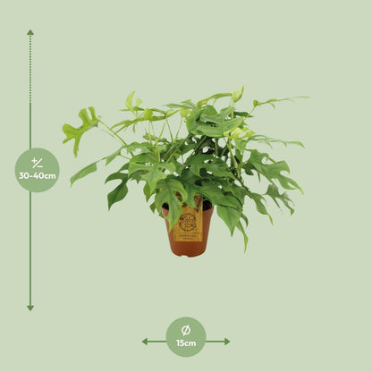 Monstera Minima Kamerplant - ↨25cm - Ø14 - Sierplantenshop
