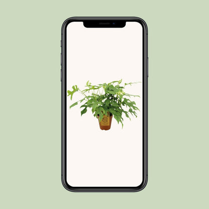 Monstera Minima Kamerplant - ↨25cm - Ø14 - Sierplantenshop