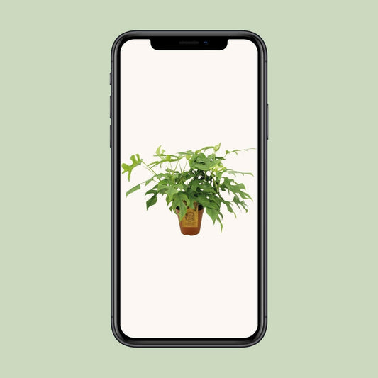 Monstera Minima Kamerplant - ↨25cm - Ø14 - Sierplantenshop