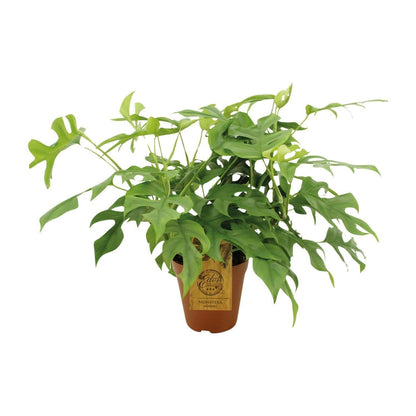 Monstera Minima Kamerplant - ↨25cm - Ø14 - Sierplantenshop