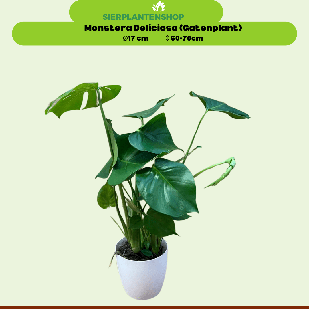 Monstera, Pachira en Chamaedorea met witte sierpotten ↕60 - 70cm - Ø12 - Sierplantenshop