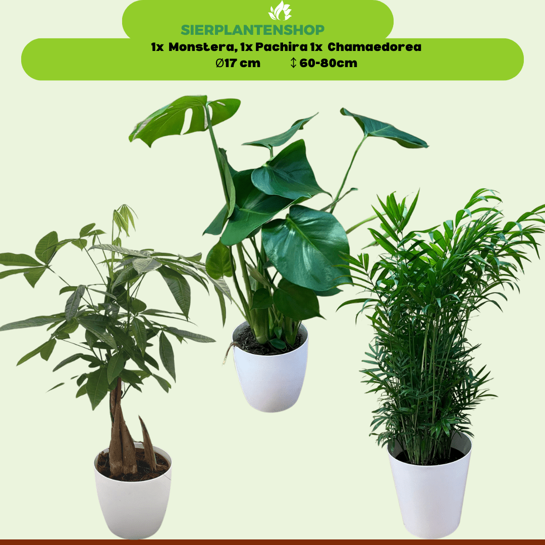 Monstera, Pachira en Chamaedorea met witte sierpotten ↕60 - 70cm - Ø12 - Sierplantenshop