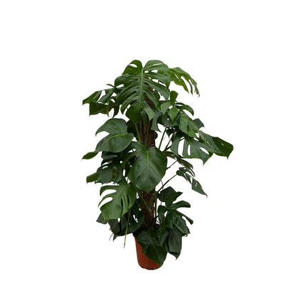 Monstera Pertusum - Prachtige Gatenplant ↕120cm - Ø24 - Sierplantenshop