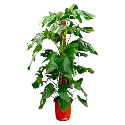 Monstera Pertusum - Prachtige Gatenplant ↕120cm - Ø24 - Sierplantenshop
