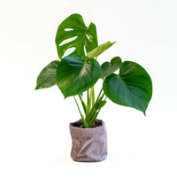 Monstera Plantenpracht in Luxe Fluwelen Pot - ↕35cm - Ø12 - Sierplantenshop